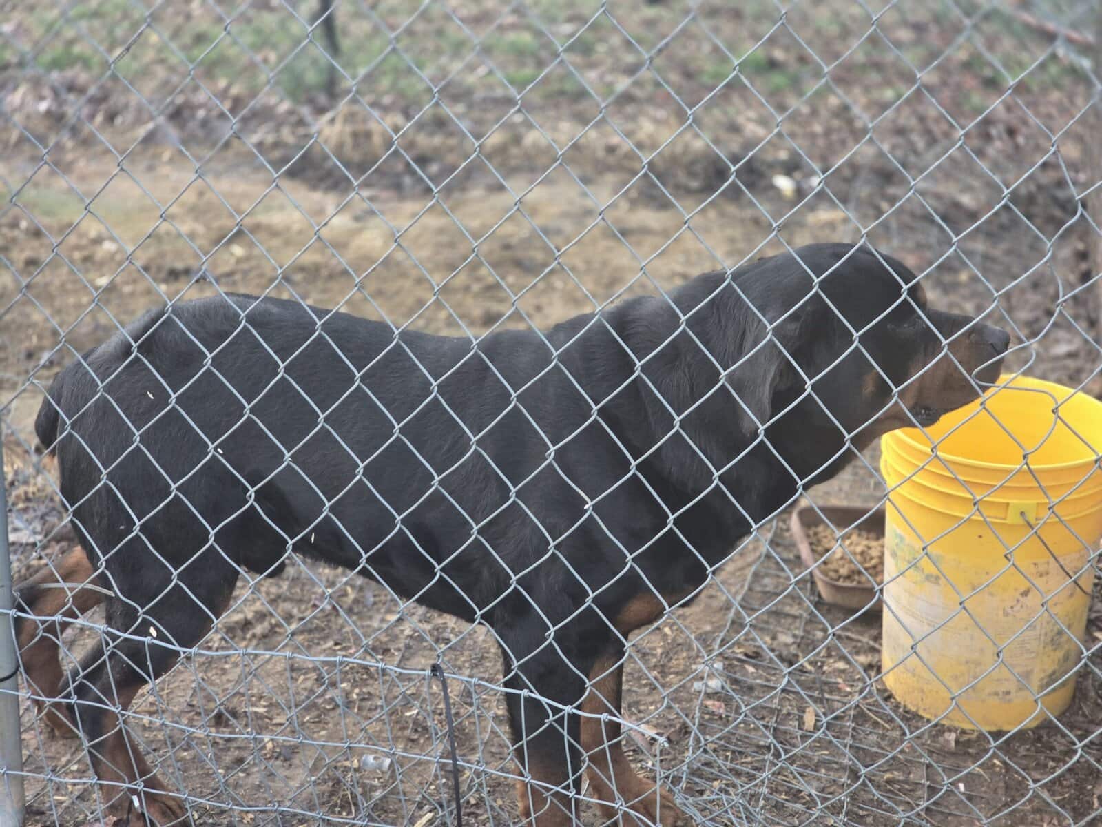 Rottweilers for sale image 2