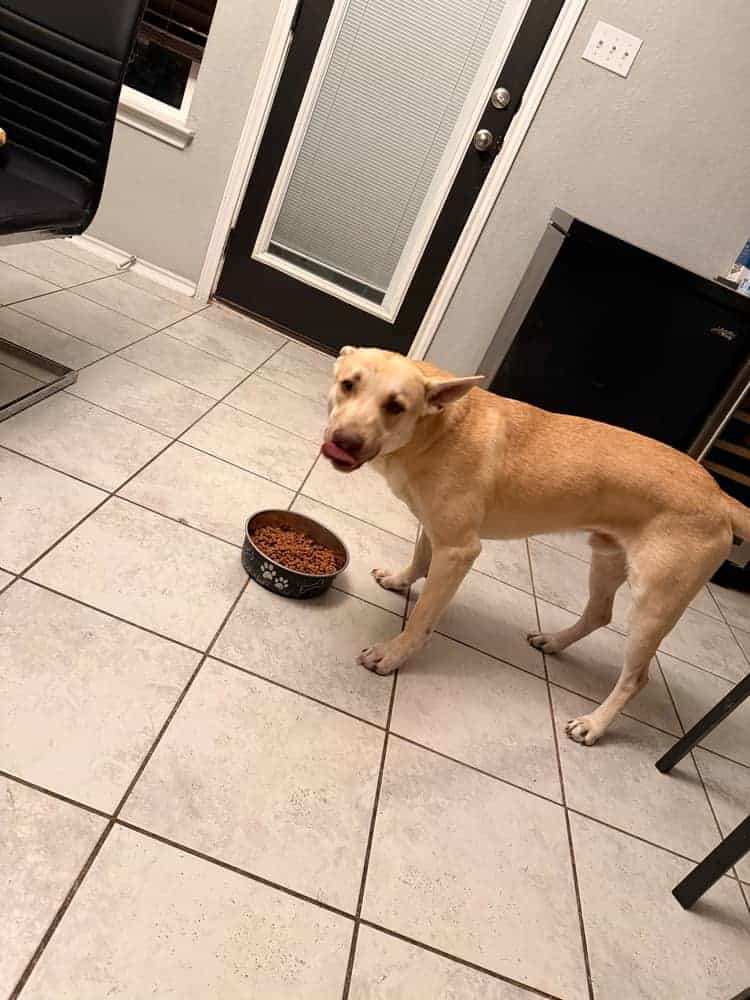 Husky mix - Looking for loving family image 2
