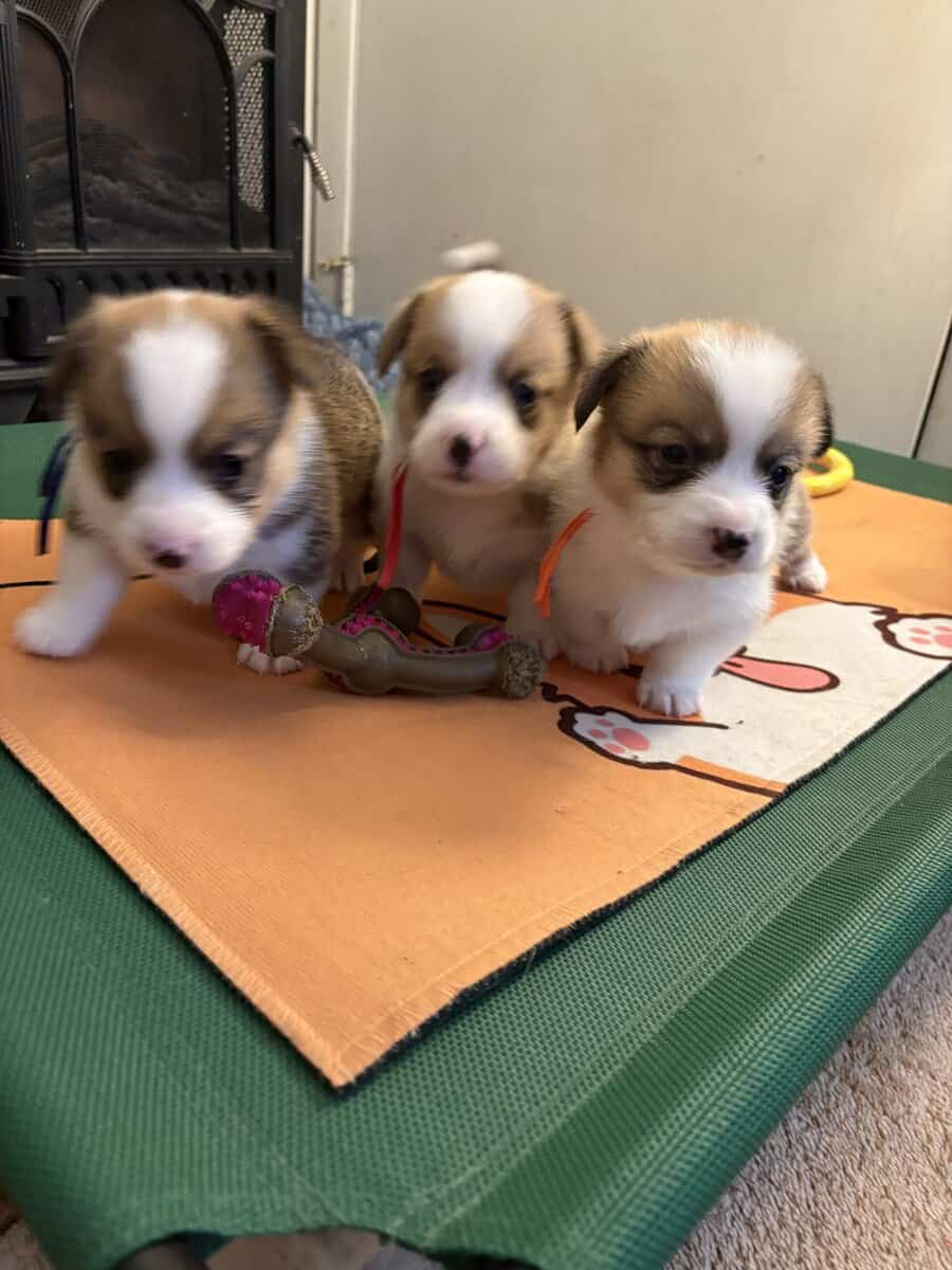 Pembroke welsh corgi pups image 8
