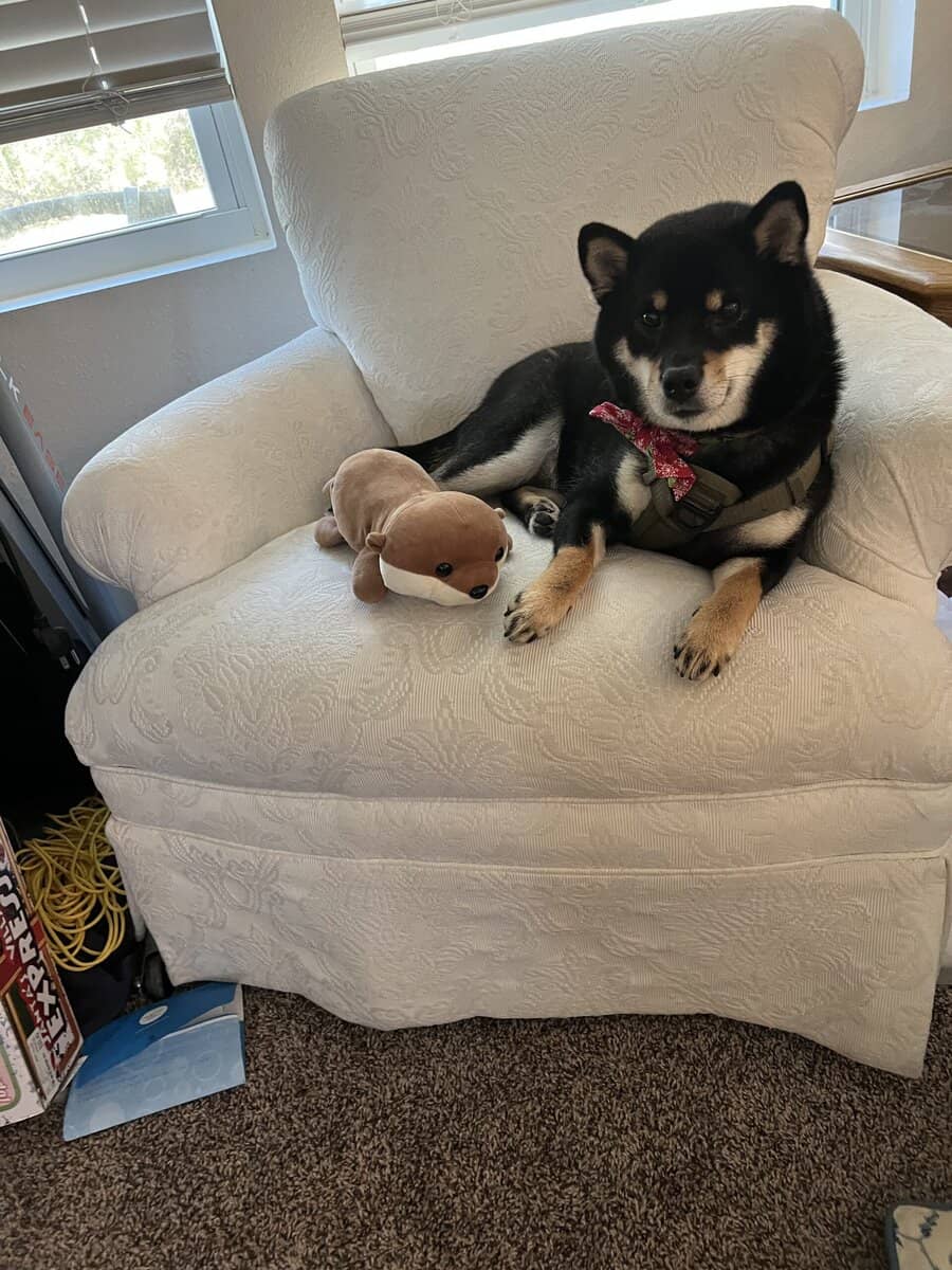 Mame Shiba for sale image 1