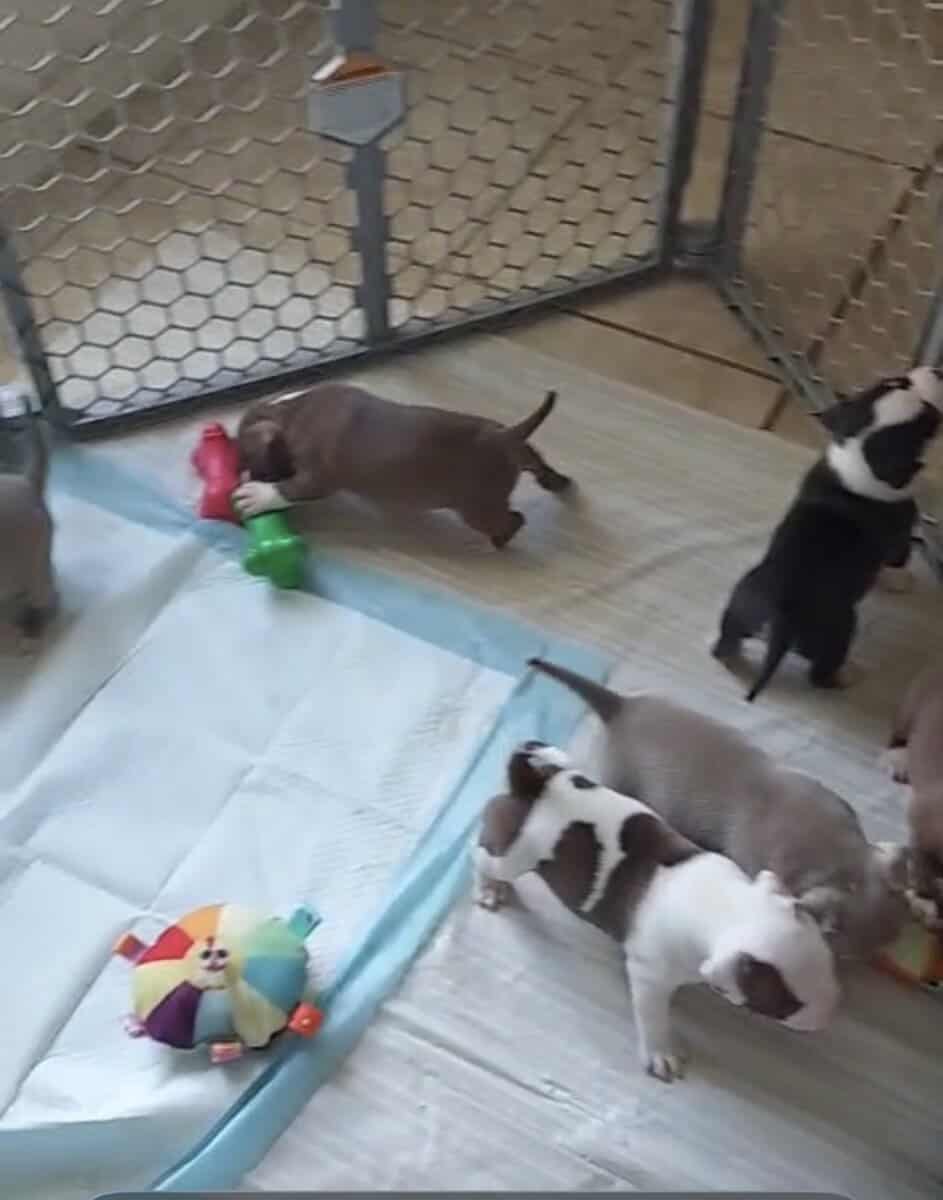 Abkc American bully puppies image 5