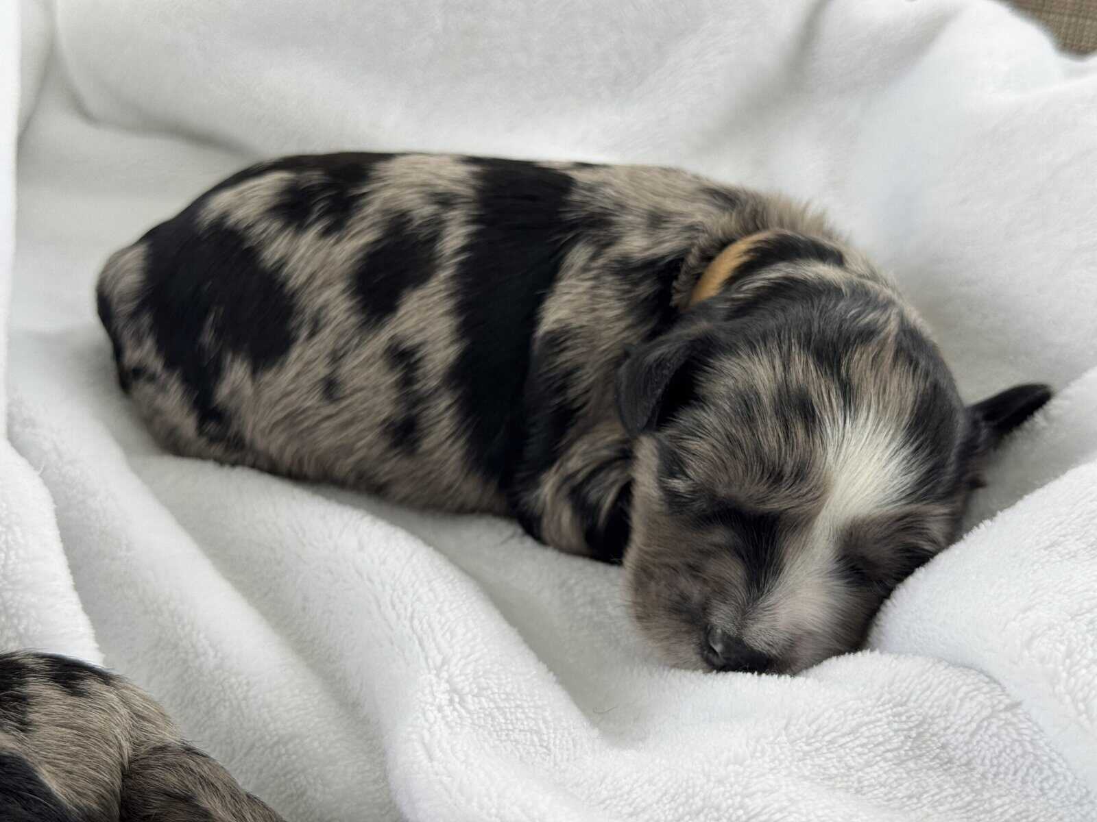 Merle Male Miniature Schnauzer image 4