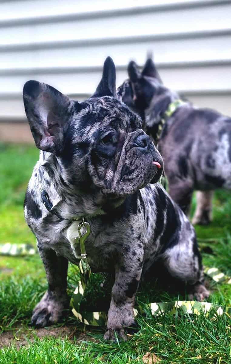 French bulldog puppies 6 Months old- Fureverr bud! image 3