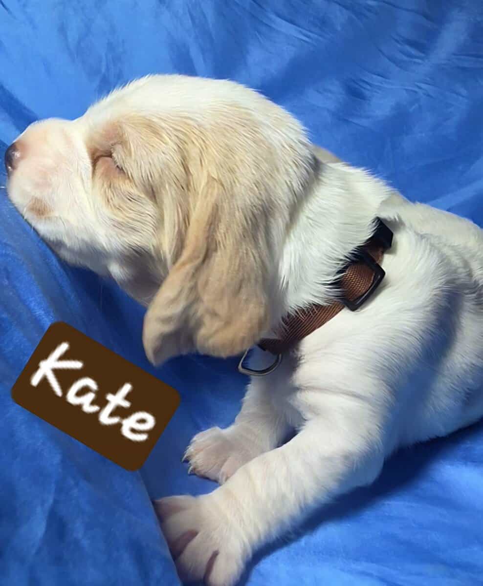 Kate- female basset hound puppy image 1
