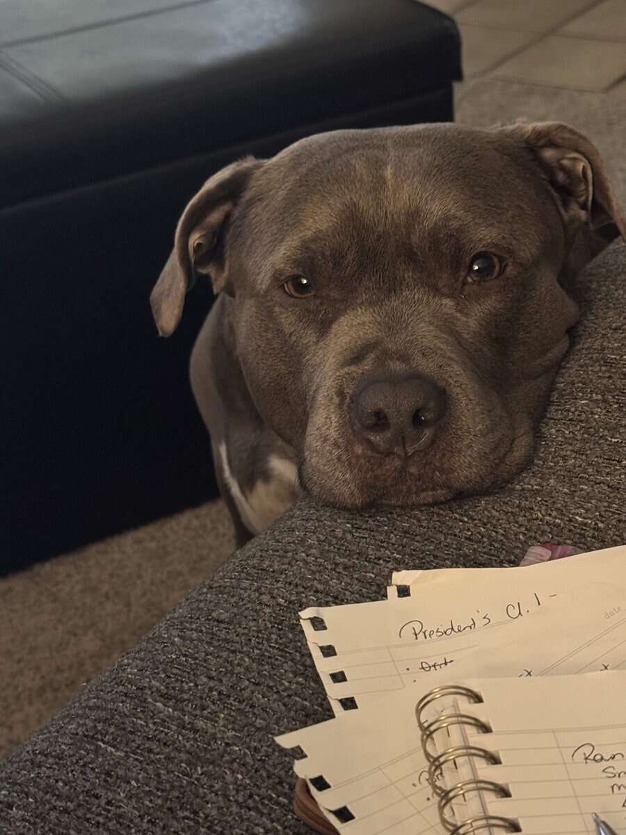 Loving American Bully image 2
