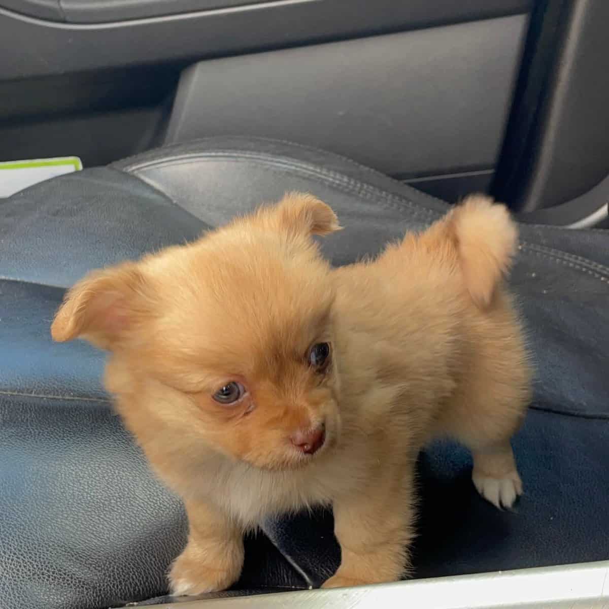 Tiny Pomchi Girl 🌸🩷 image 1