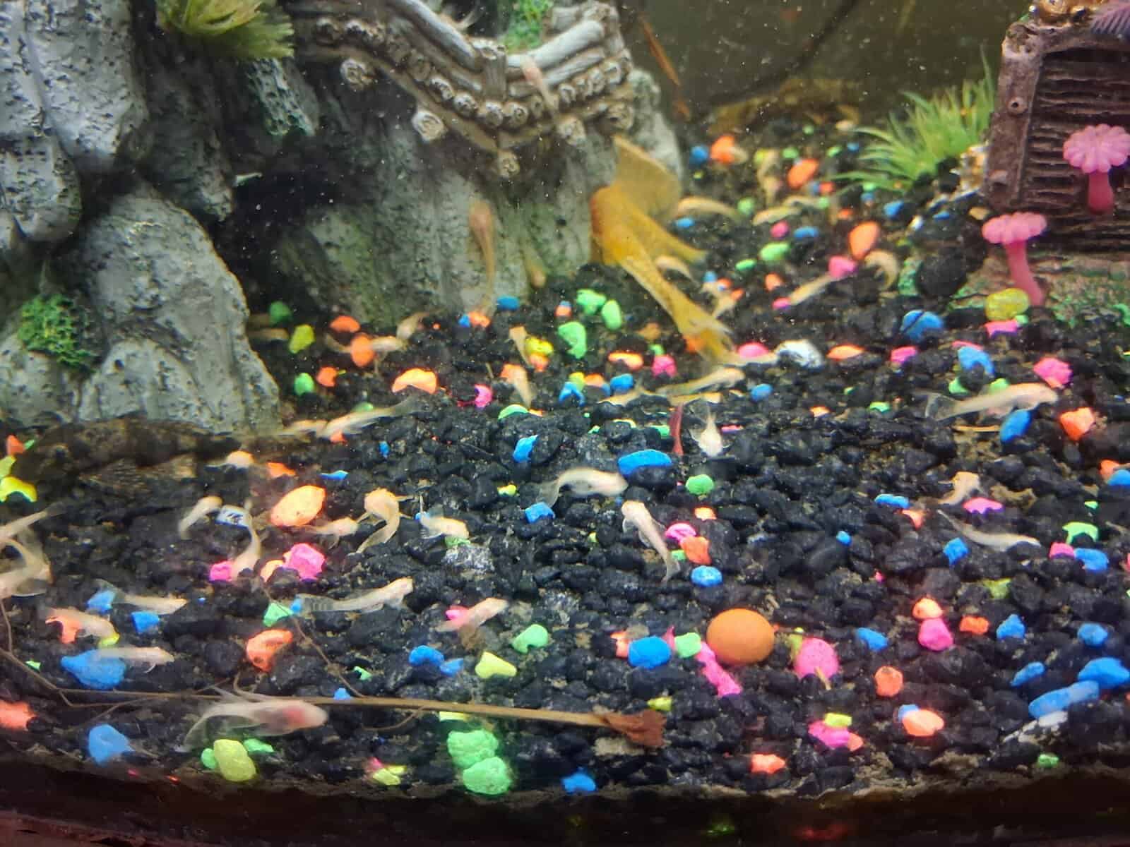 Bristlenose plecos image 7
