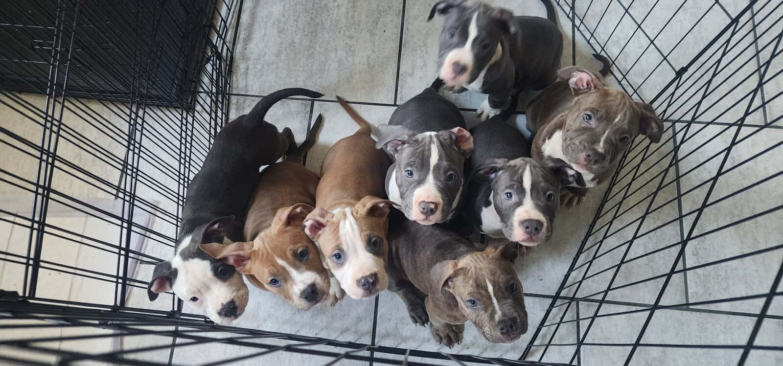 UKC Registered American Bully Puppies image 6