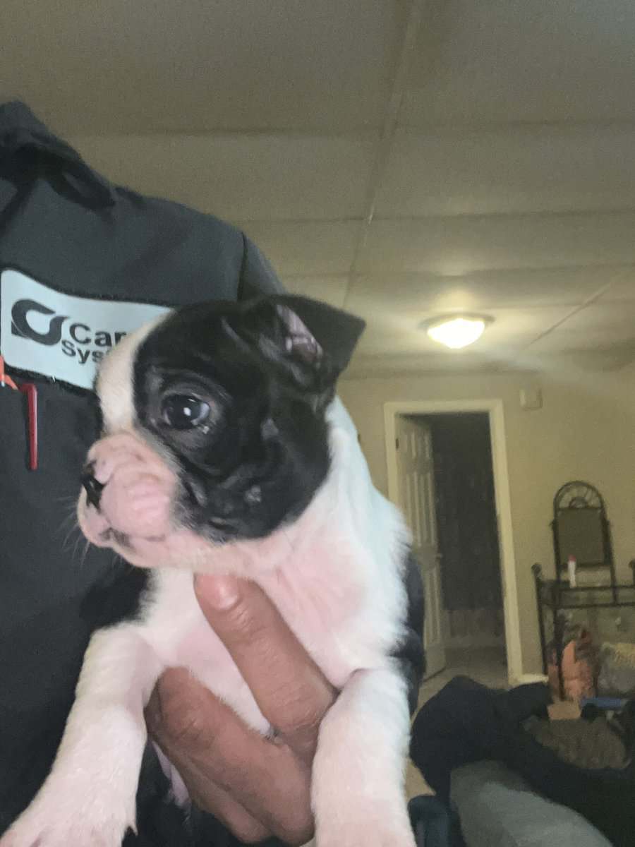 Boston terrier puppies image 12