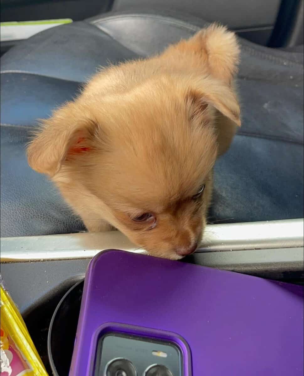 Tiny Pomchi Girl 🌸🩷 image 2