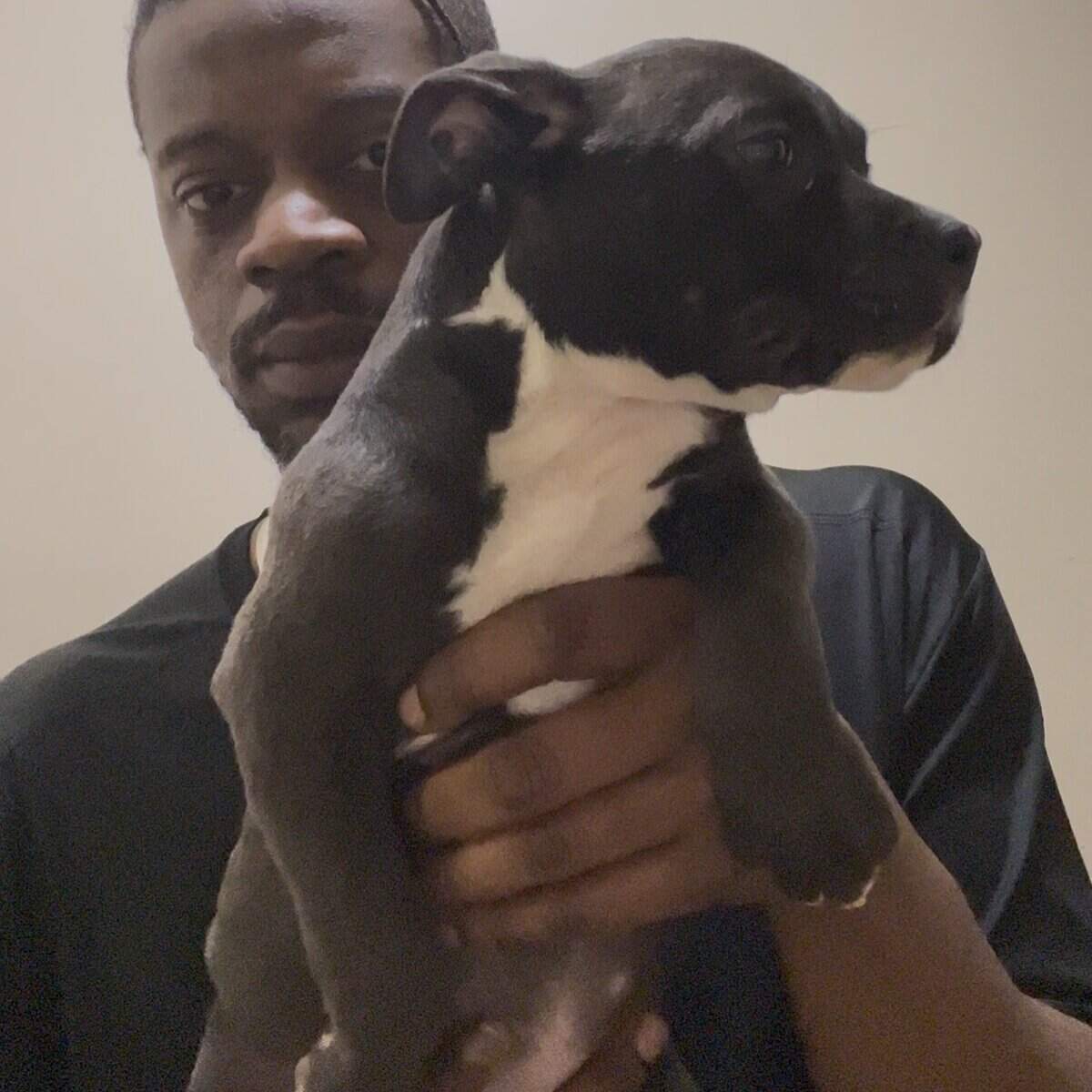 Classic American Bully females image 6