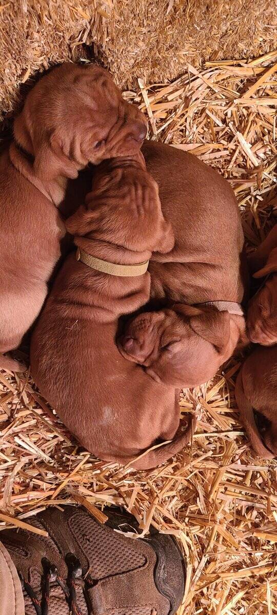 AKC Registered Vizsla Puppies image 5
