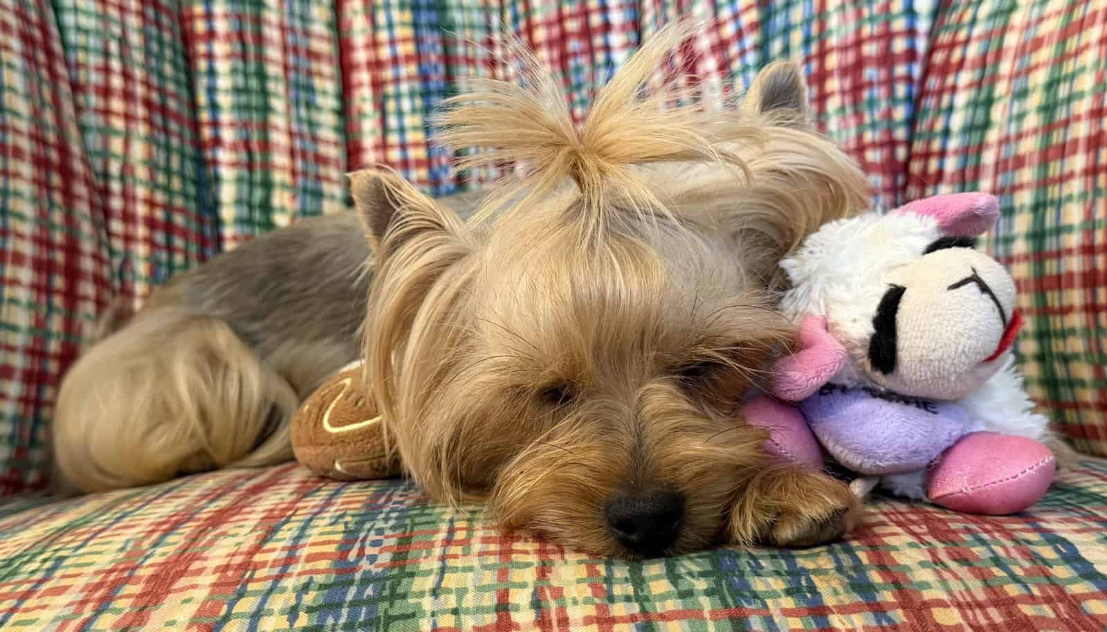 Adult Female Yorkshire Terrier image 4