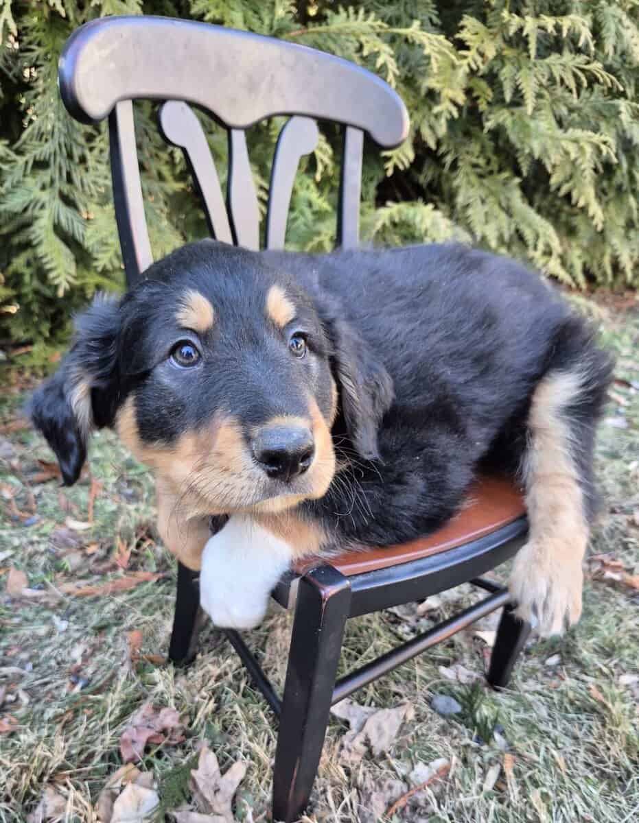 Energetic English Shepherd puppy Max image 1
