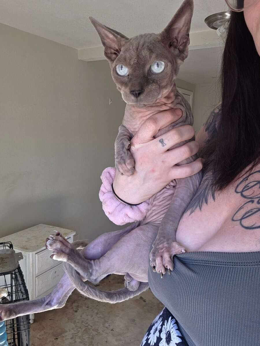Sphynx boys image 10