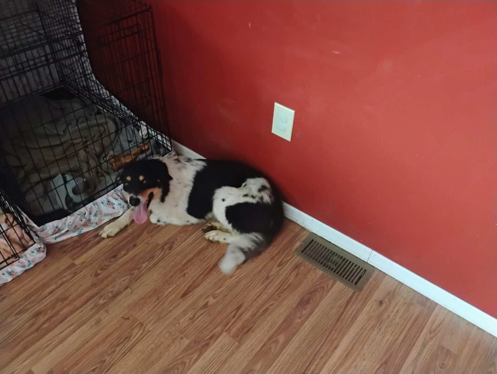 Loving friendly dog image 3