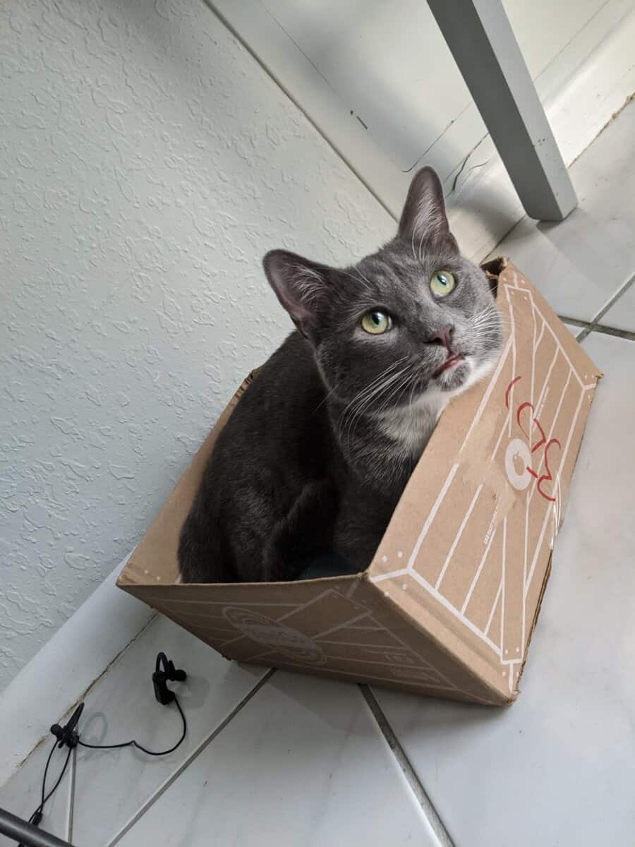 Adult Male Cat – Needs Quiet, Experienced Home image 1