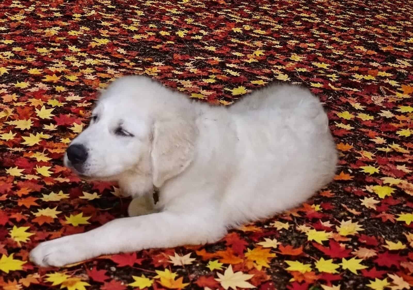 1yr old Great Pyrenees male pup image 3