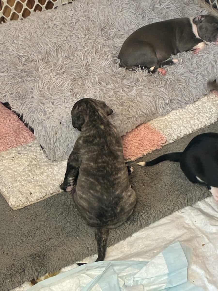 Pitbull puppies image 11