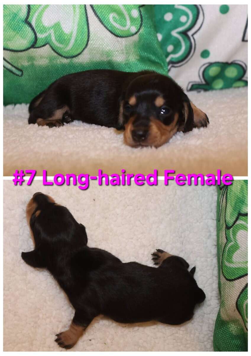 AKC Dachshund Puppies image 10