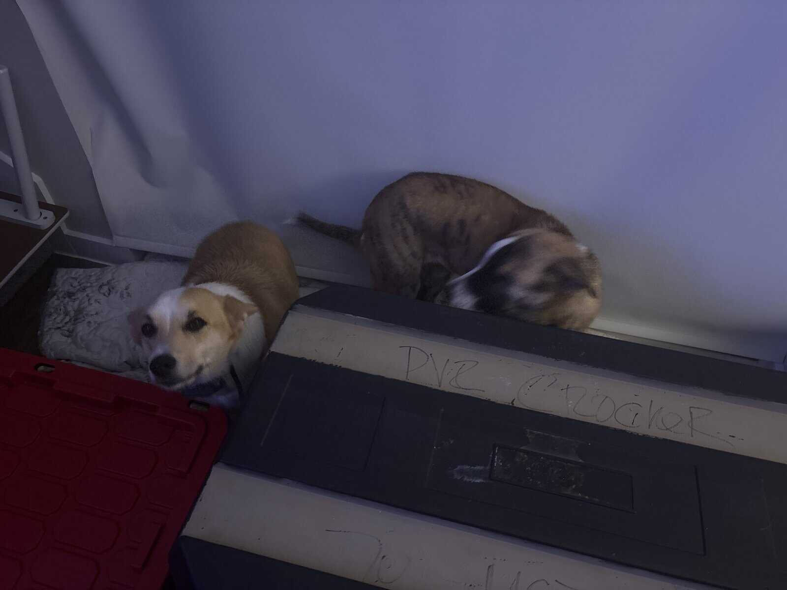 Dogs for Re-Home image 2