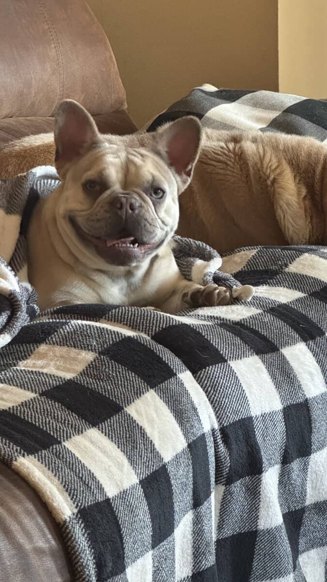 Akc Frenchie girl image 4