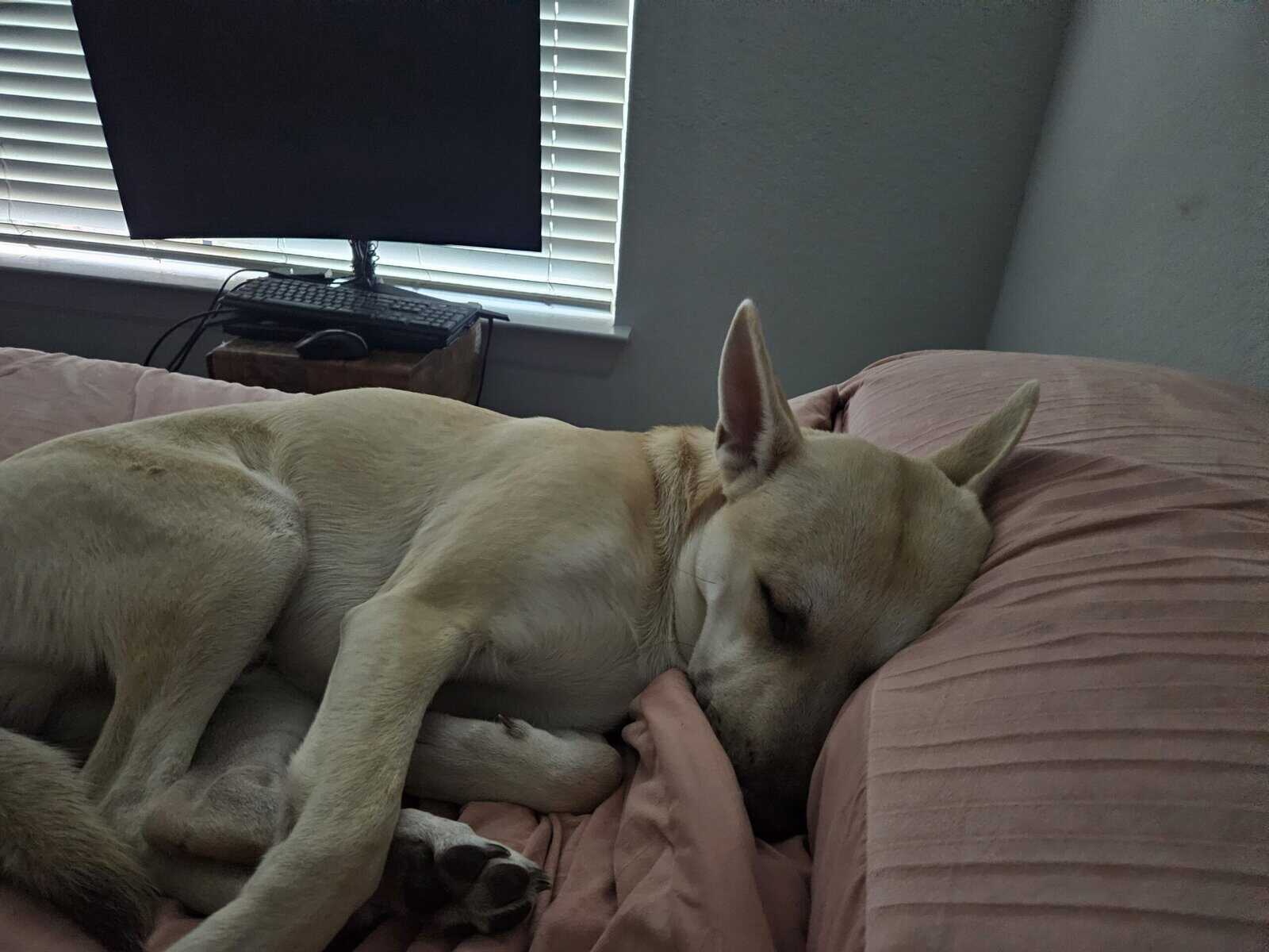 Husky mix - Looking for loving family image 4