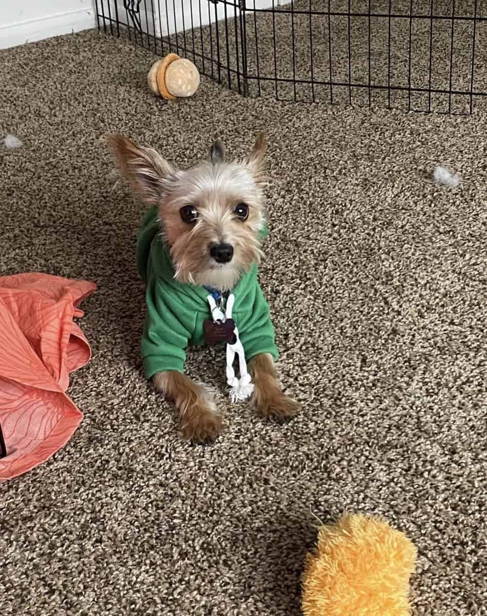 Free 2 year old male yorkie image 1