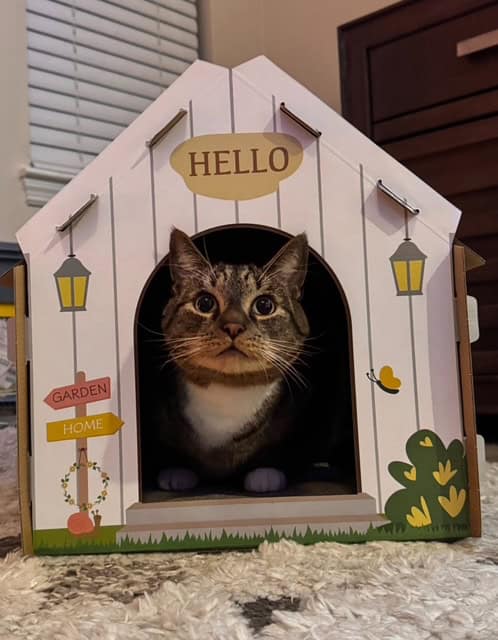 Nova - A Sweet 4yo Cat Needs a New Home! image 1