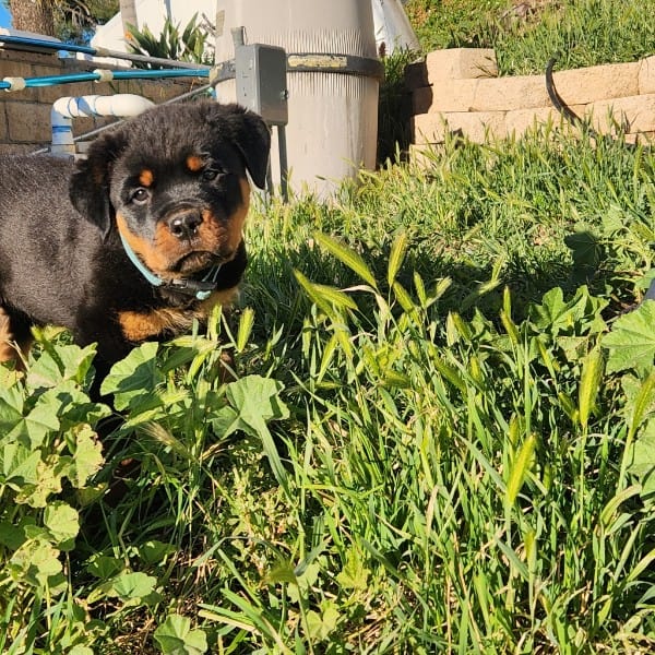 Full bread Rottweiler puppy with AKC parents image 4