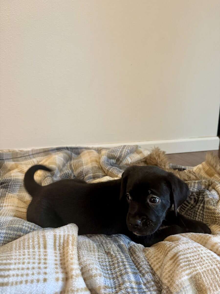 Golden retriever / Boxer 10 week old puppies image 3