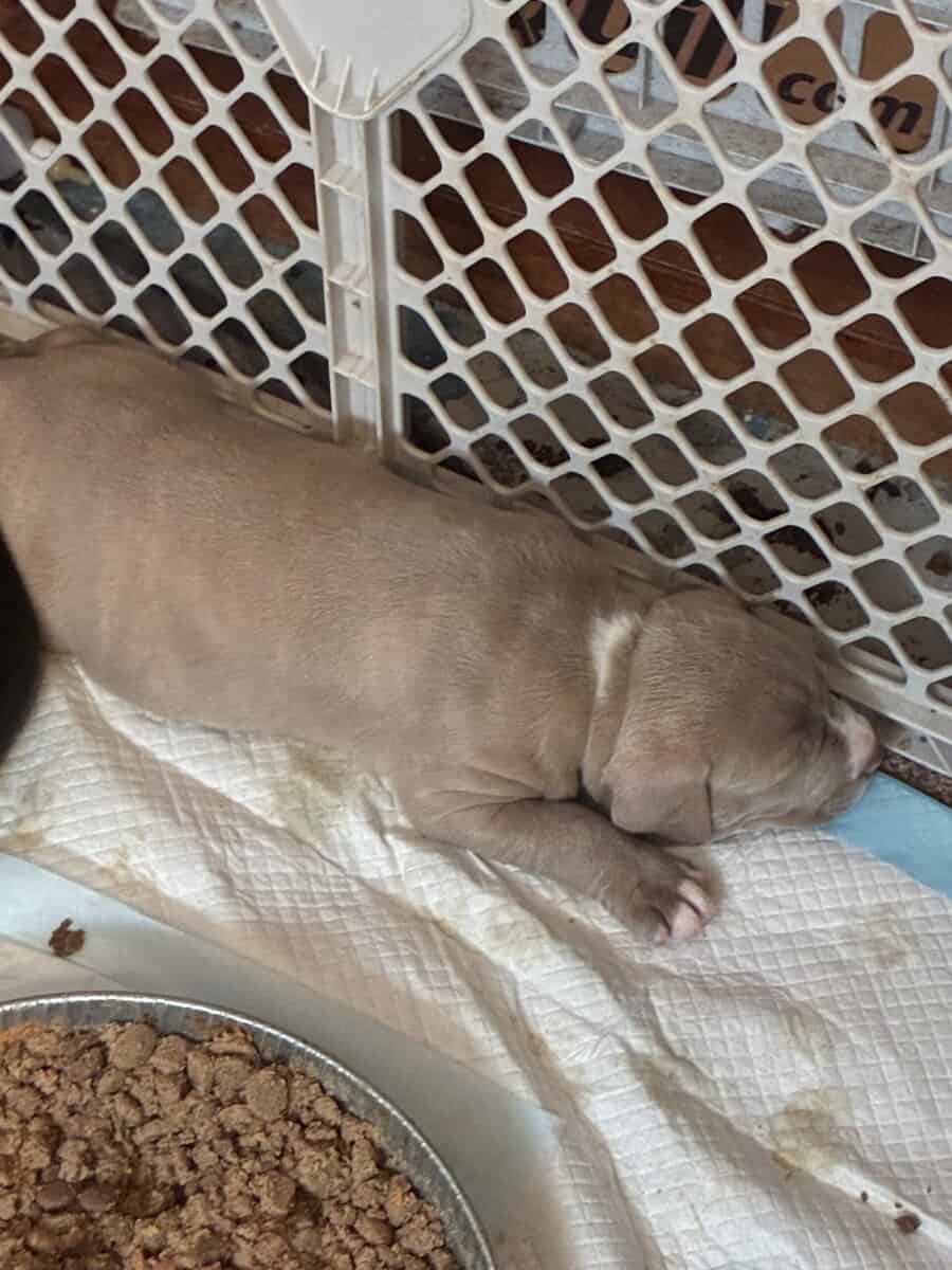 Pitbull puppies image 5