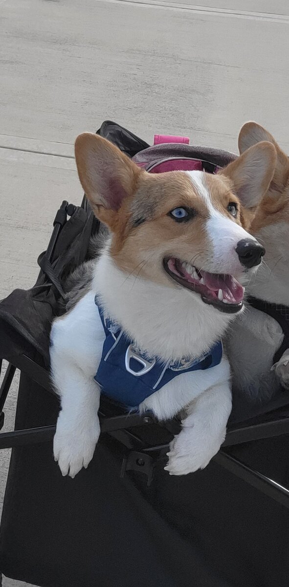 Wonderful, Cuddly Blue Merle Corgi image 2