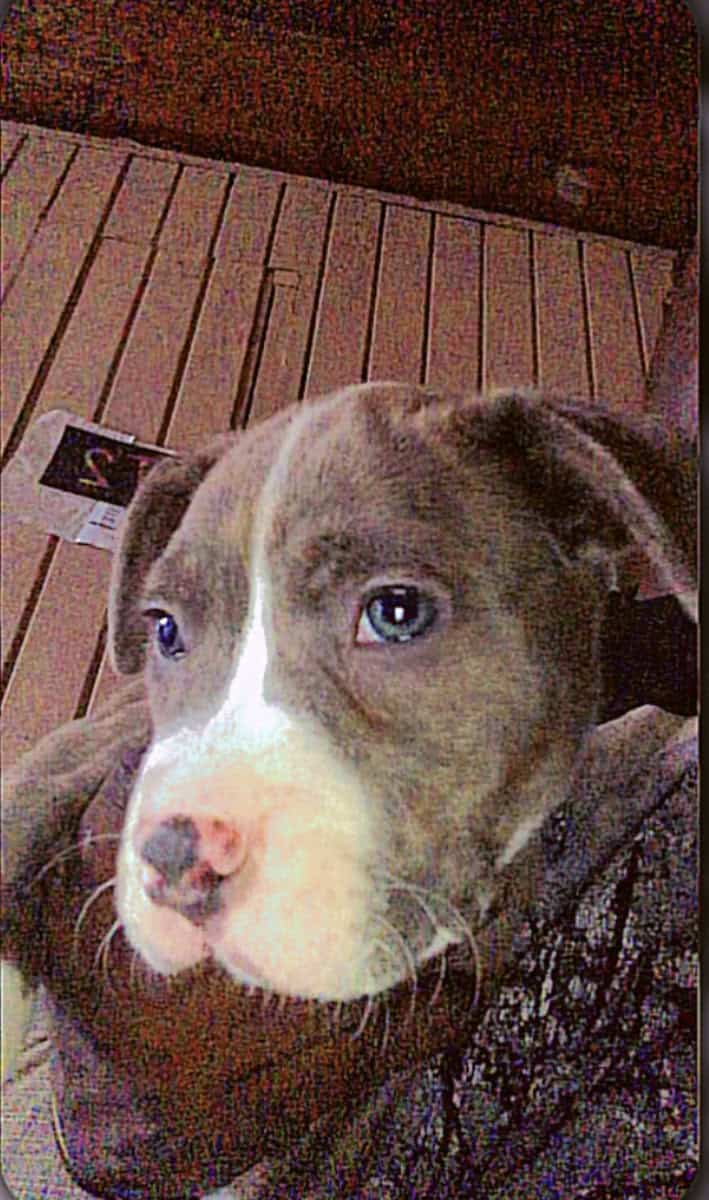 Puppies (PitBull) image 6