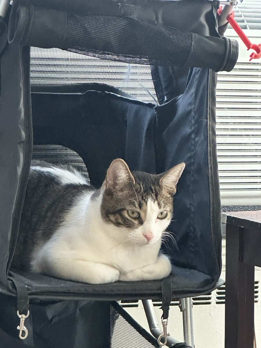 Lovable & Energetic 10month old male kitten image 1