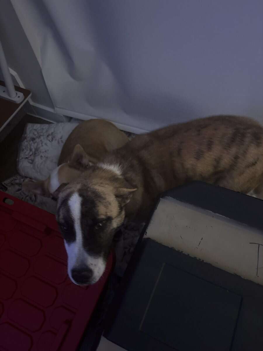 Dogs for Re-Home image 1