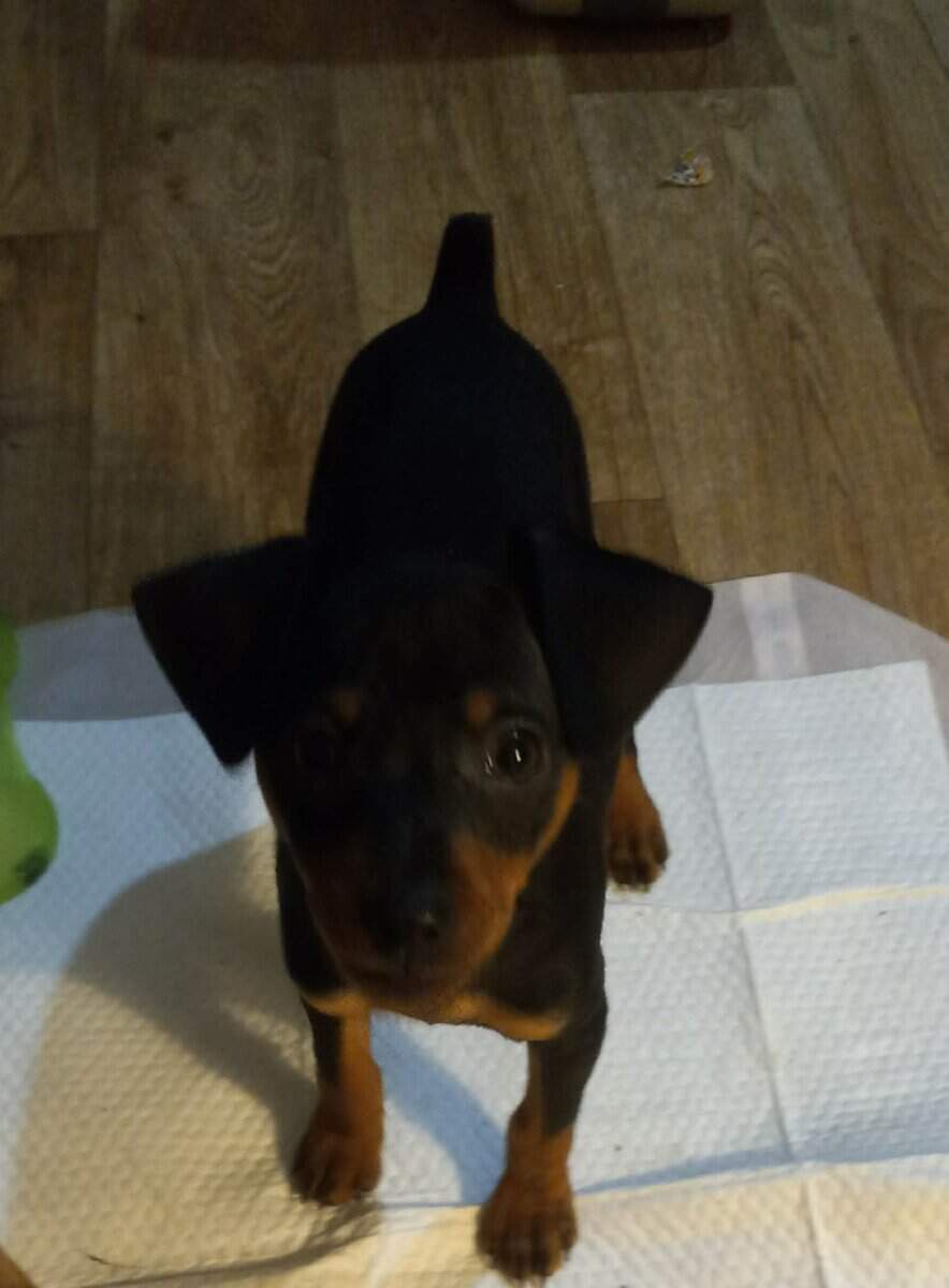 Min pin puppy image 2