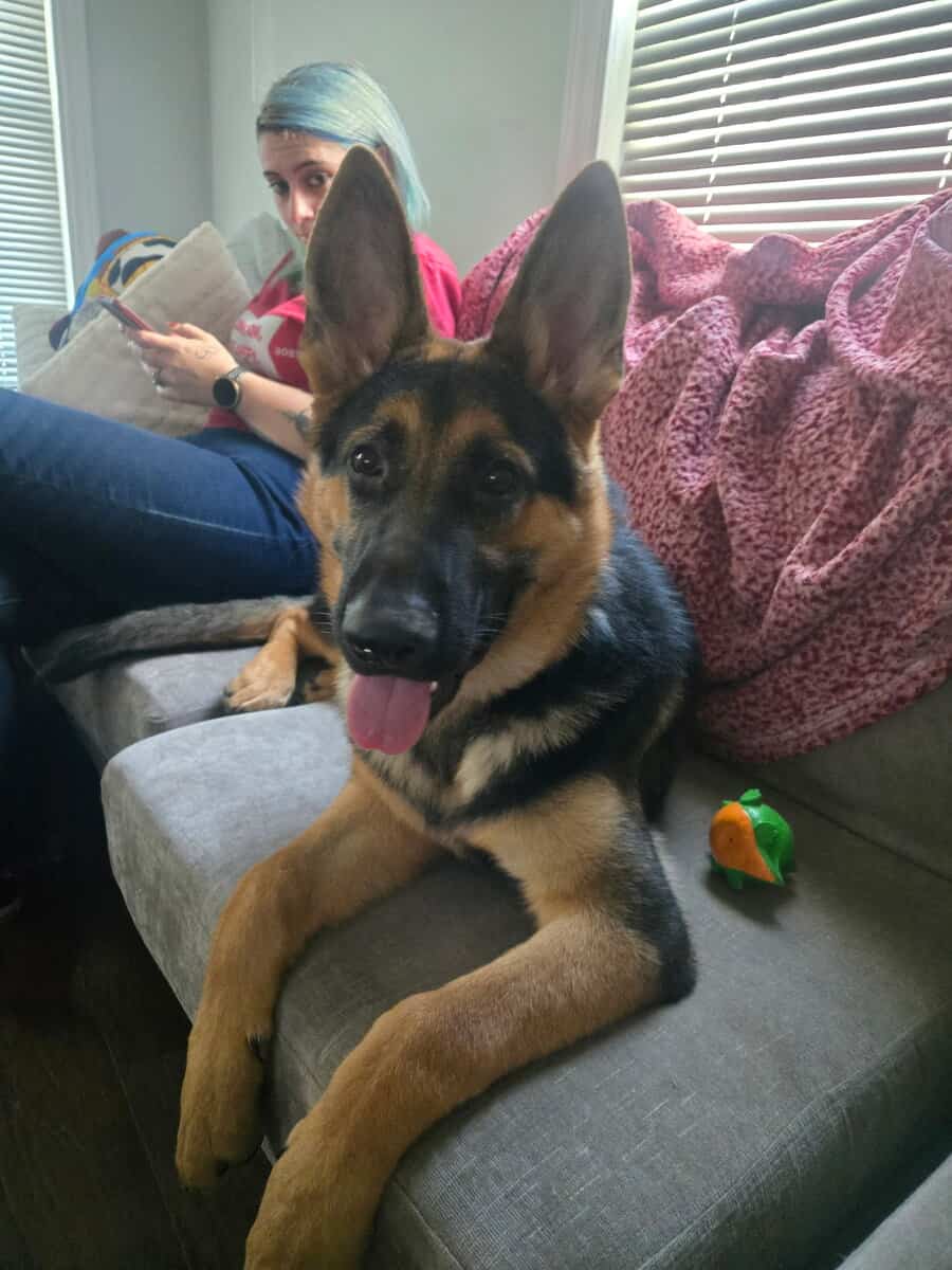 German Shepherd For Adoption image 2