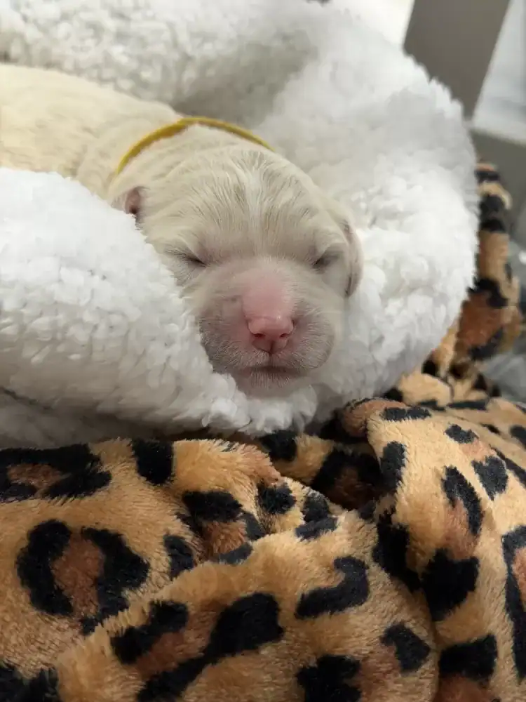 Goldendoodle pups image 3