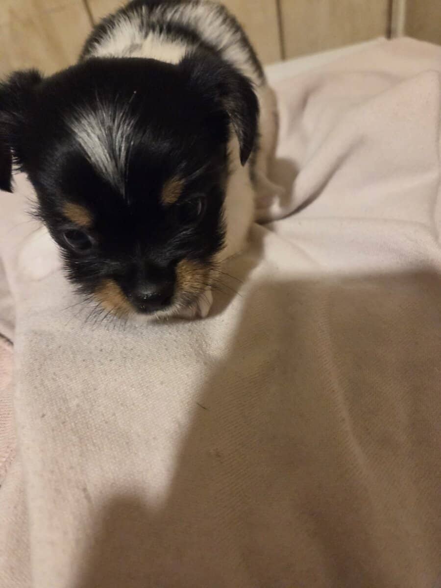 Parti yorkies male purebred image 1