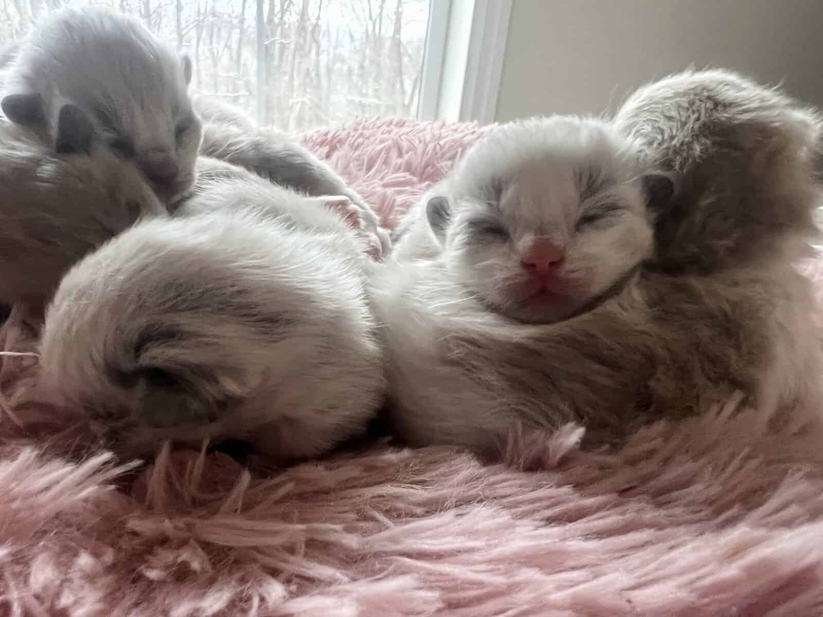 Ragdoll Kittens image 3