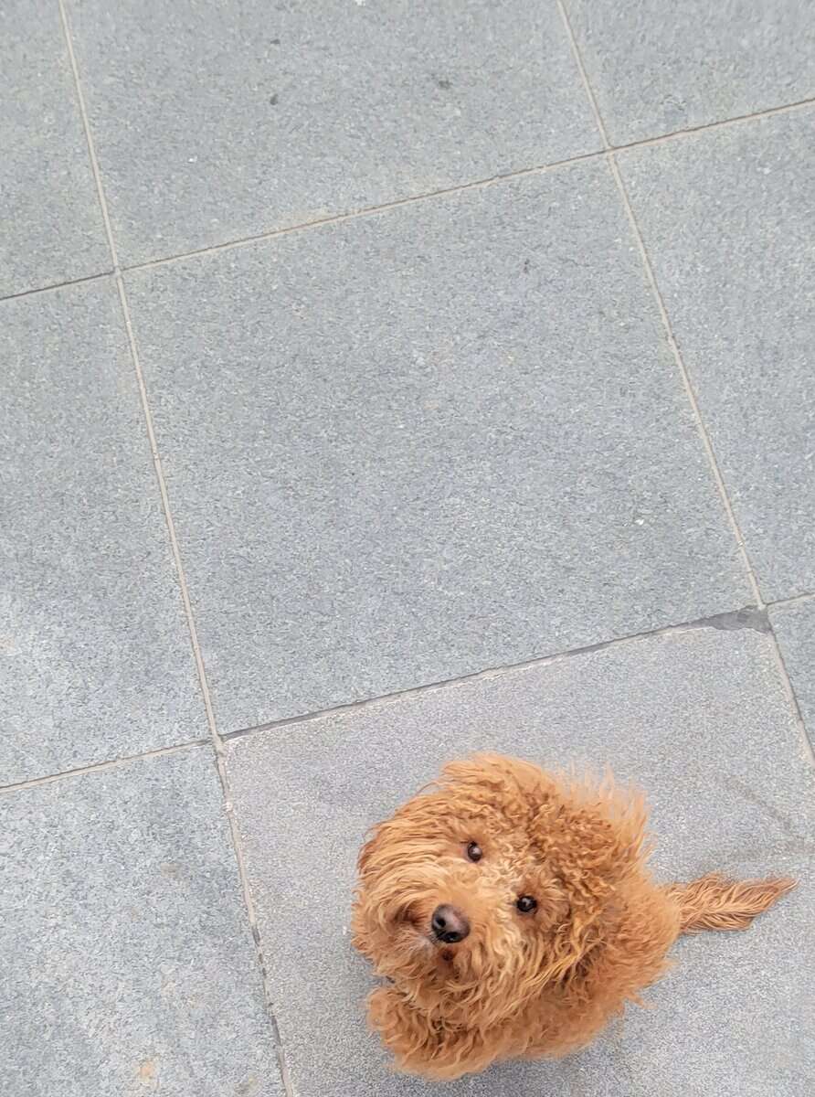 1.3 years old mini goldendoodle for rehoming image 3