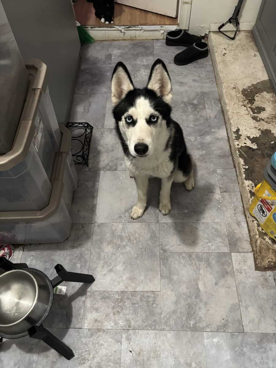 Female husky image 2