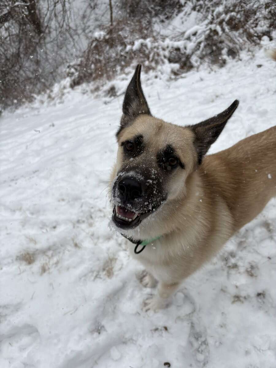 German Shepsky For Sale (negotiable) image 3
