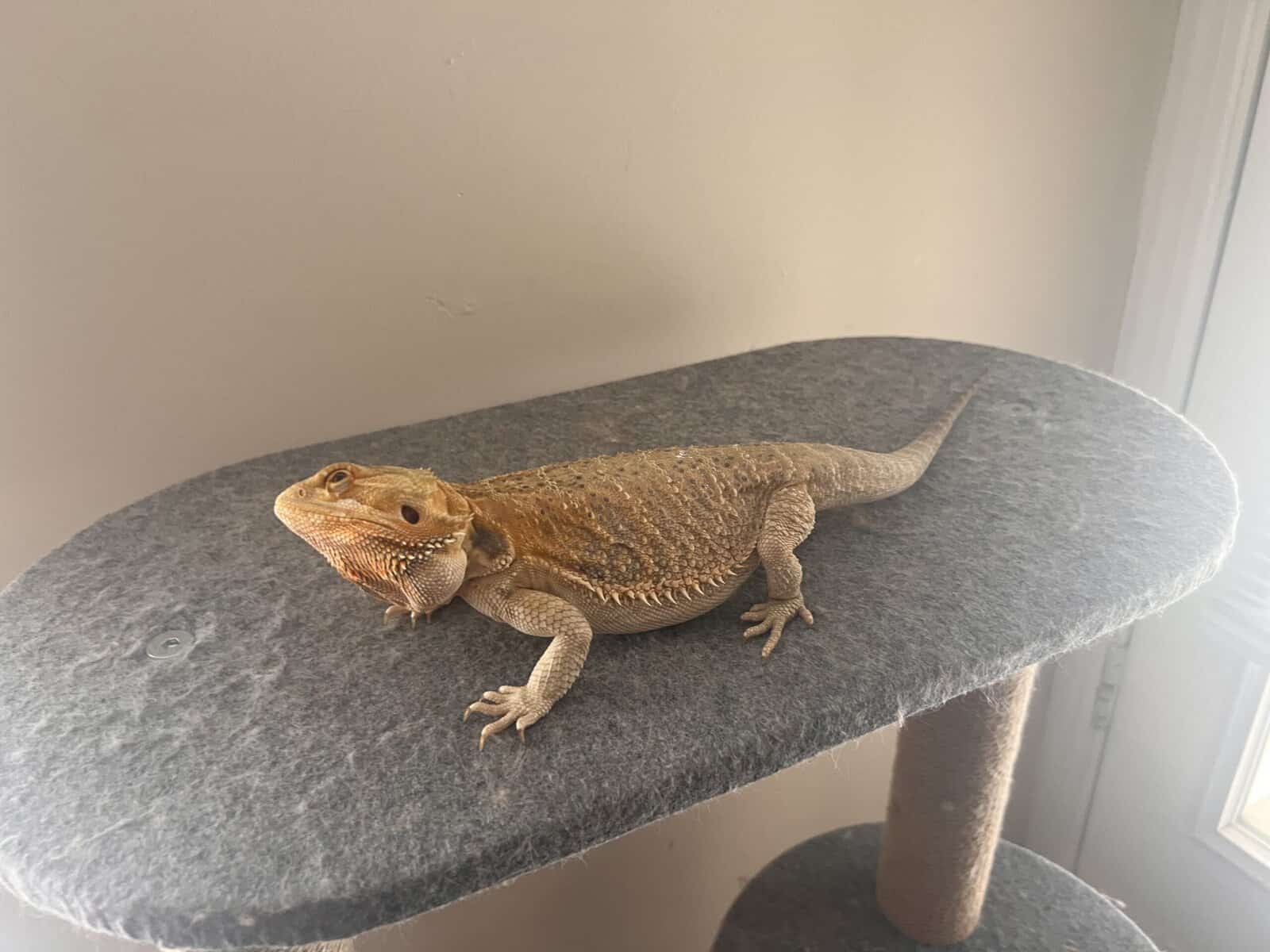 Blue citrus bearded dragon image 1