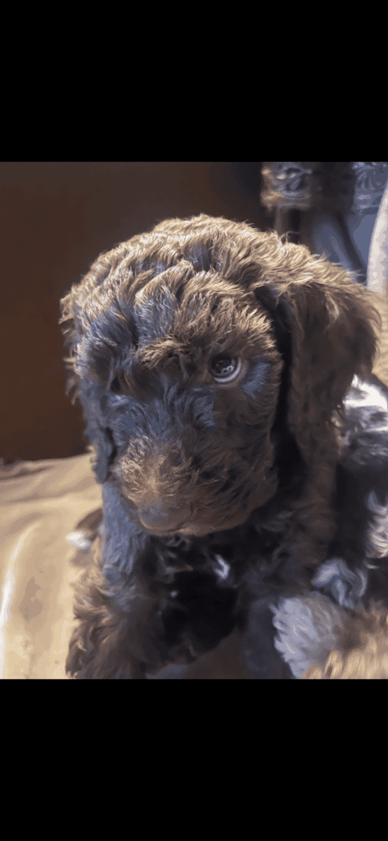 Poodle Puppies image 1