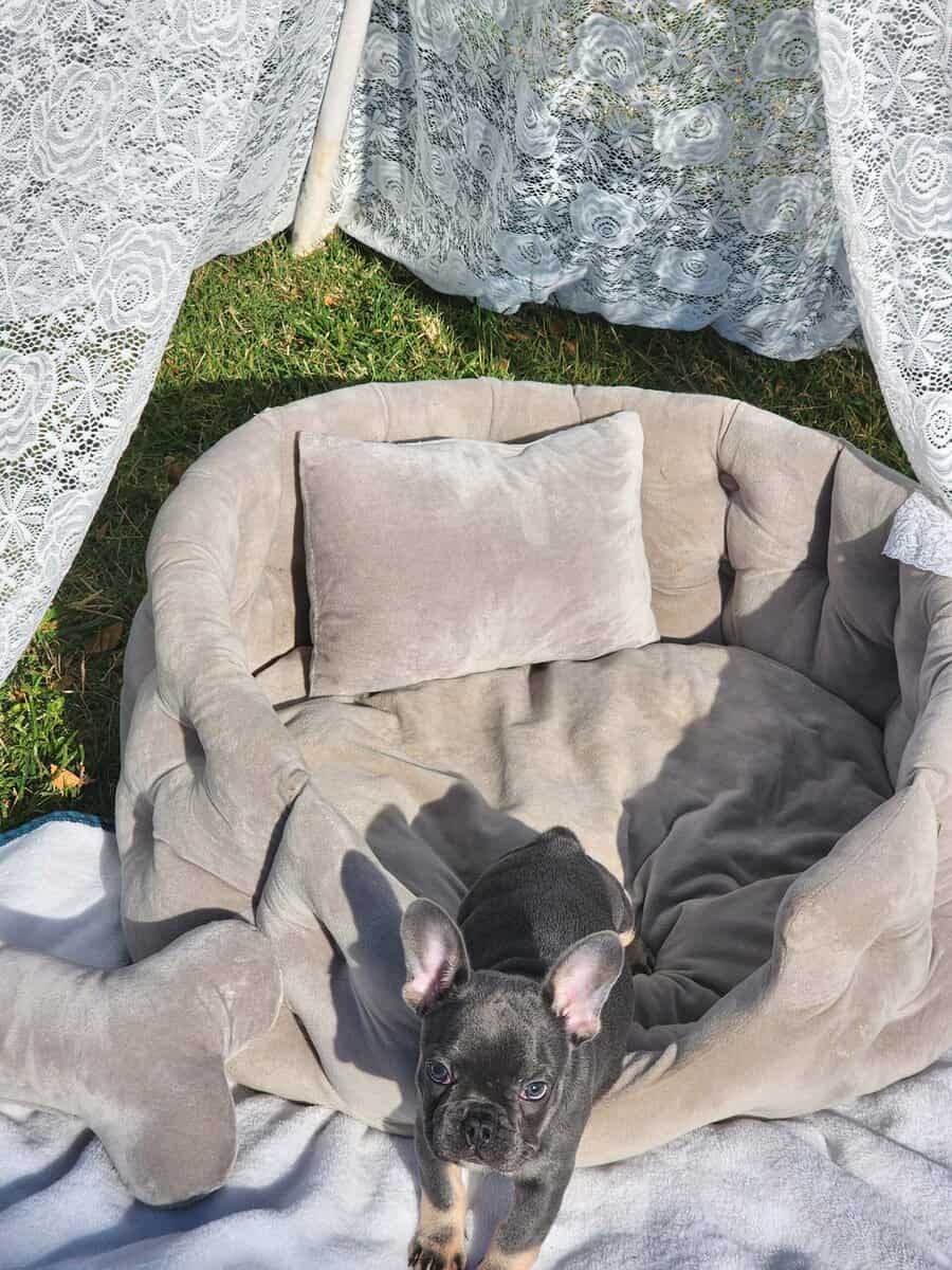 2 Female AKC French Bulldogs image 4