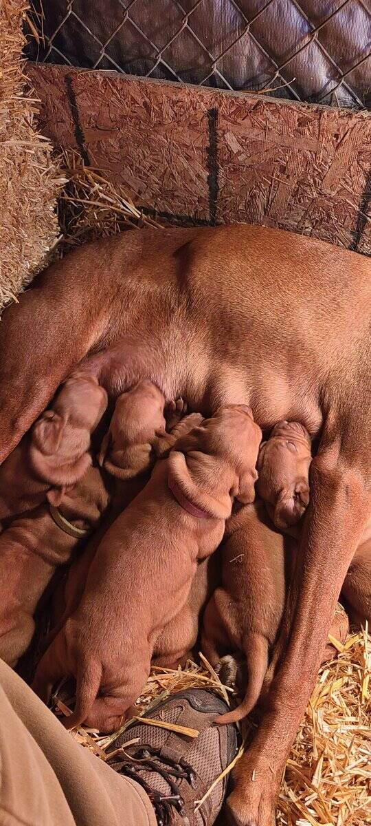 AKC Registered Vizsla Puppies image 10