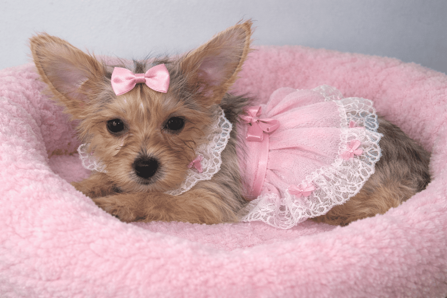female yorkie image 2