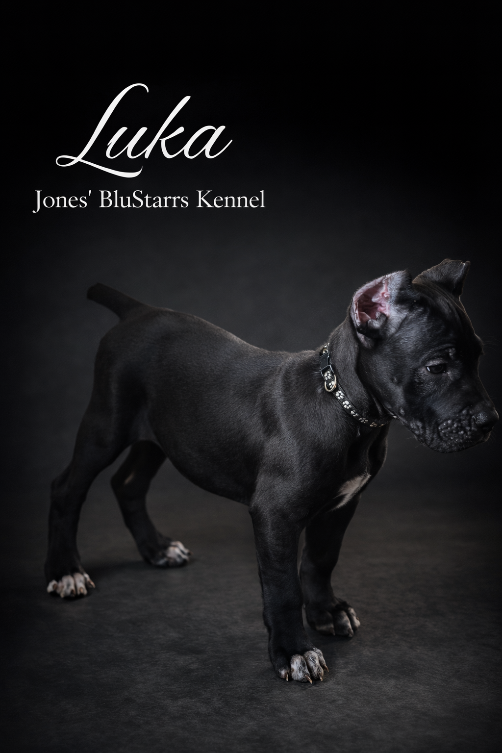 Full Blooded Cane Corso Pups. ICCF Registered. image 5